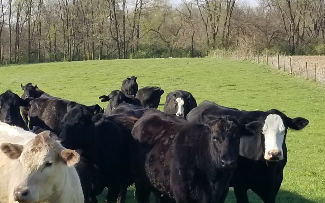 Offering the highest-quality beef