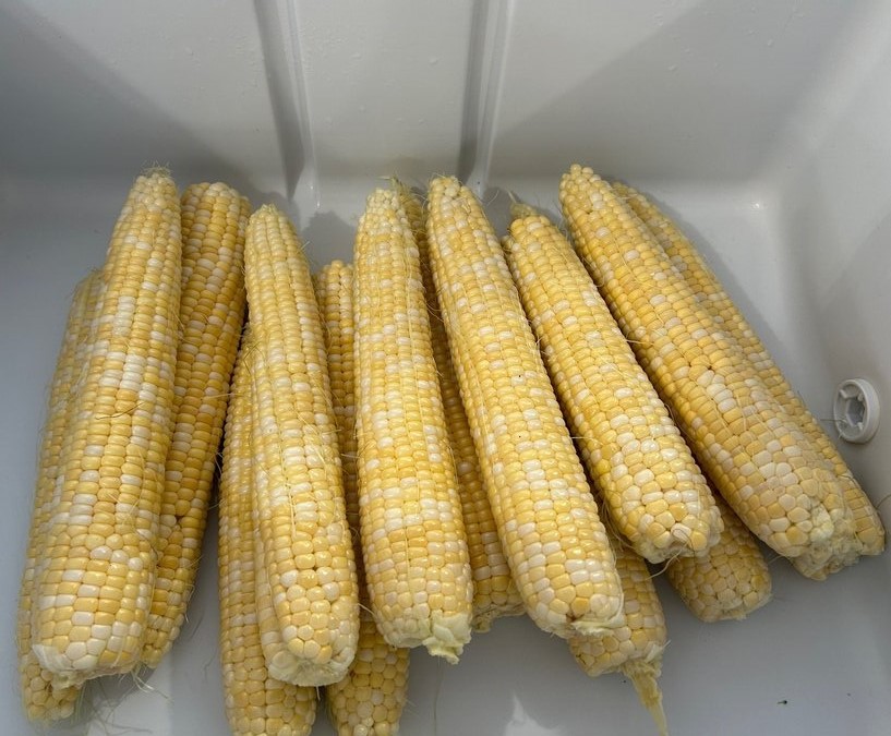 Cooler Corn