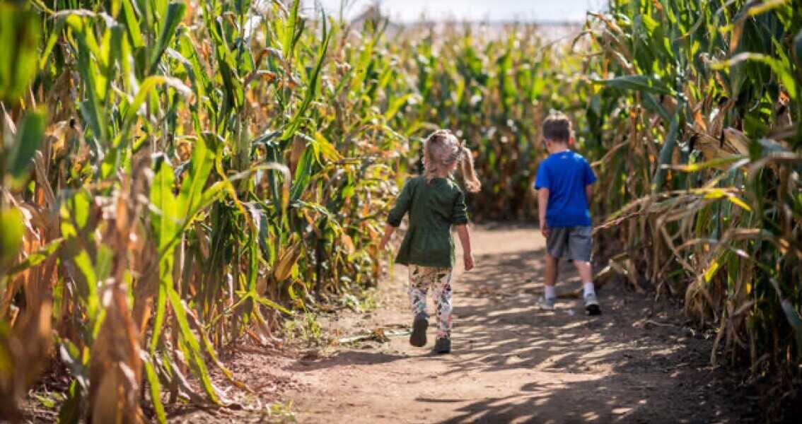 kids in a corn maze