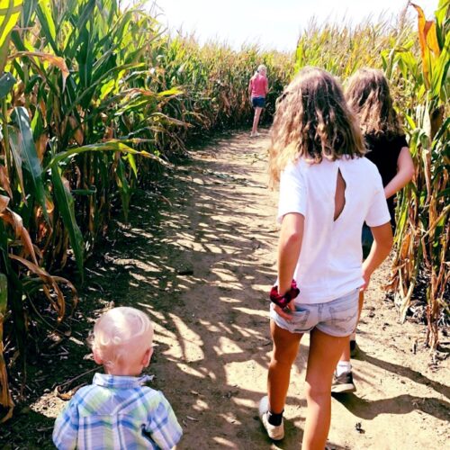 corn-maze